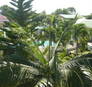 Location Vacances marie-galante : appartements, villas, studios, terrains marie-galante