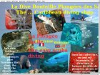 La Dive Bouteille Plonges des Saintes