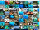 Gwadive Plonge sous Marine en guadeloupe