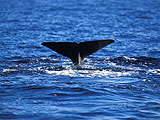 Baleines dauphins en Dominique : Loisirs bleus