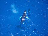 Baleines dauphins en Dominique : Loisirs bleus