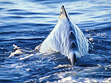 Baleines dauphins en Dominique : Loisirs bleus