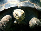 Tortues en Dominique : Loisirs bleus