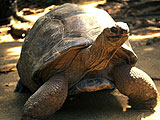 Tortues en Dominique : Loisirs bleus