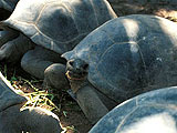 Tortues en Dominique : Loisirs bleus