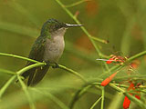 Dcouverte Oiseaux Dominique : Loisirs verts