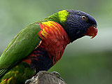 Dcouverte Oiseaux Dominique : Loisirs verts