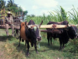 Economie de la Guadeloupe : Dcouverte