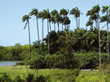 Sites Naturels en guadeloupe : Art & Culture