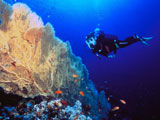 Plonge sous marine en Martinique : Loisirs Bleus