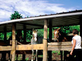 Equitation  Saint Barthlmy : Loisirs verts