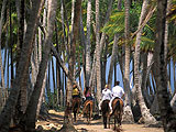 Equitation  Saint Barthlmy : Loisirs verts