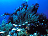 Plongée sous marine à Saint Martin : Loisirs bleus